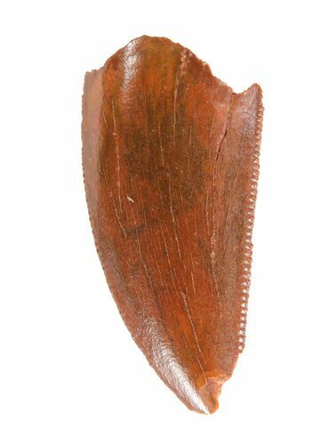 Serrated Raptor Tooth - Morocco #62189